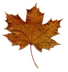 Detailed Fall Maple Leaf