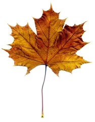 Detailed Fall Maple Leaf