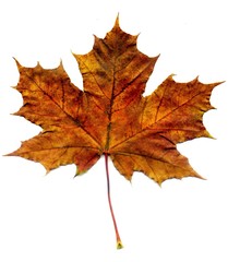 Naklejka na ściany i meble Detailed Fall Maple Leaf