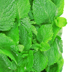 Aromatic fresh mint isolated on white