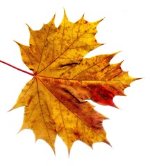 Fototapeta premium Detailed Fall Maple Leaf