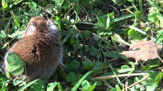 Bank vole on sunny day in field between grass and clovers
