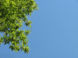 Green tree branches on blue sky background