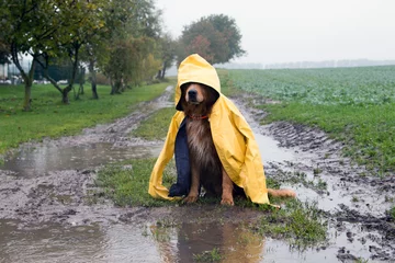 Fotobehang Hond in de regen zit in een plas © Sabine Schönfeld
