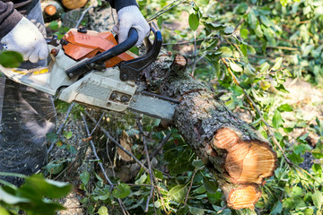 Man with chainsaw cutting the tree