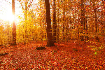 Fototapeta premium Autumn forest