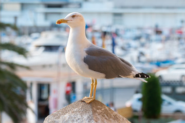Seagull