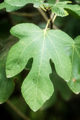 Green fig-tree leaves