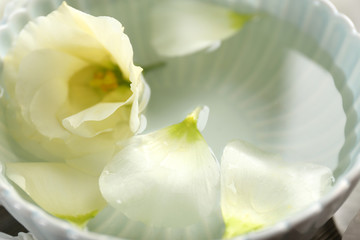 Rose petals in bowl with water closeup