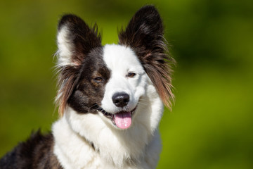 Happy and smiling Welsh Corgi dog
