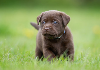 Brown labrador retriever puppy