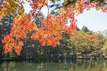 雲場池の紅葉