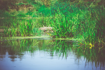 Green Forest and River Retro