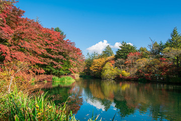雲場池の紅葉