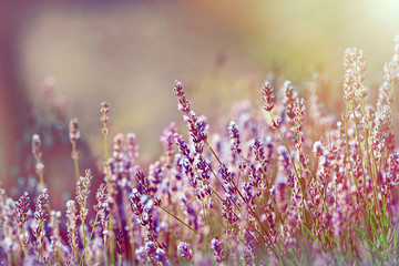 Lavender flower - lavender flower bathed with sunlight