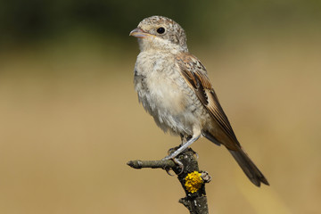 Shrike( Lanius senator) , perched on a branch