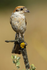 Shrike( Lanius senator) , perched on a branch © J.C.Salvadores