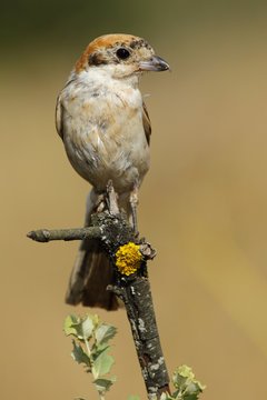 Shrike( Lanius senator) , perched on a branch
