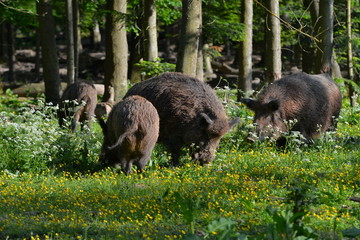 Wildschweinrotte auf der Waldlichtung