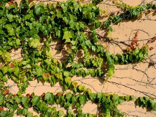 Branches of a young green ivy