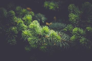 Spruce Tree Macro Retro