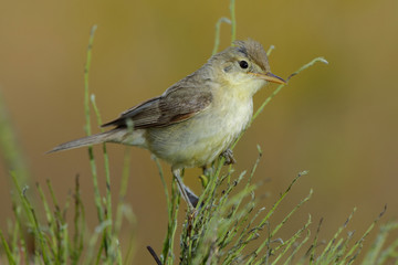 Melodious warbler (Hippolais polyglotta), perched on a branch