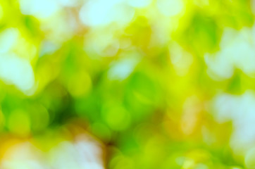 Obraz premium fresh condition and blur green leaves on green background