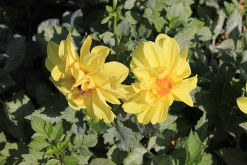 Yellow dahlia annuals on the flowerbed in summer