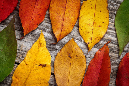 Colorful autumn leaves on wooden background