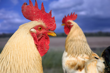 Two roosters on rural farm yard, Close up of rooster head