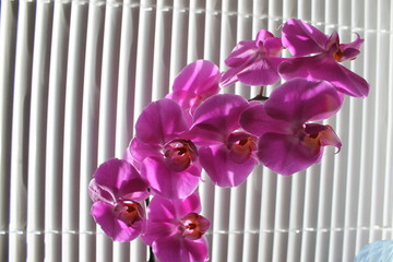 Orchid phalaenopsis elegant and beautiful flower room