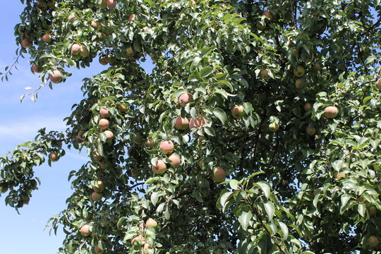 Pear fruit in a pear tree autumn big crop
