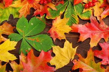 autumn leaves background