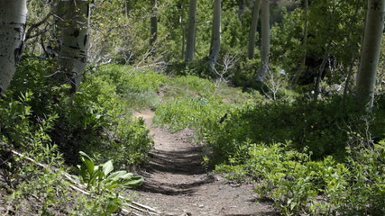 Forest trail P HD 0630