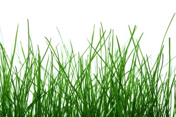 Obraz premium Closeup of the green grass covered dew