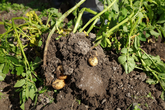 Fresh organic potatoes in soil