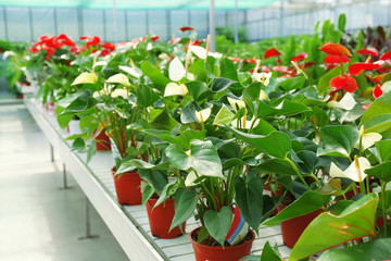 Anthurium flowers in huge greenhouse - obrazy, fototapety, plakaty