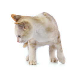 Young cat on white background
