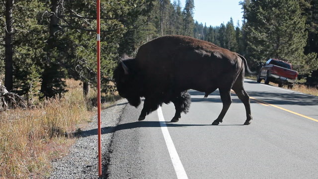 Bison buffaloe cross road P HD 2428