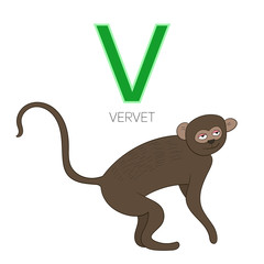 Alphabet letter V vervet children vector