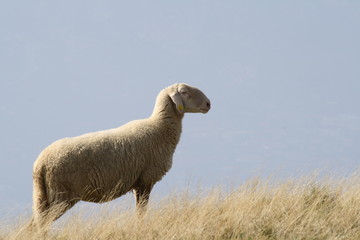Fototapeta premium Italy, Garda lake, monte baldo -a sheep