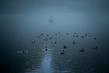 mgliste jezioro z ptakami