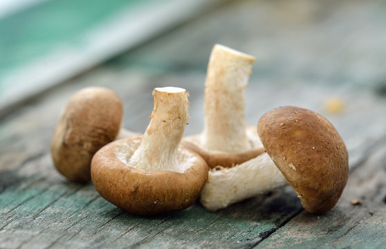 shiitake mushroom on the old wood