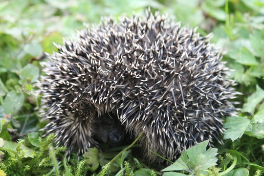 eingerollter Igel