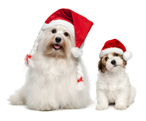 Father and son Bichon Havanese dogs in Christmas hats