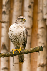 Adler