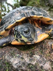 Schildkröte auf Stein