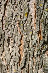 Wood Tree for Texture or Background