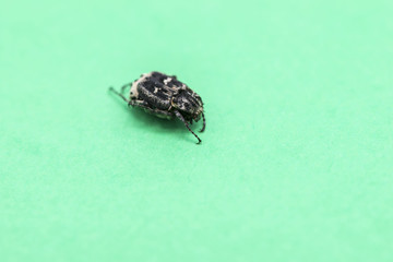 black bedbug