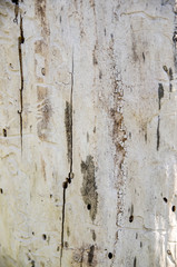 Worm infested wood as background
